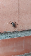 Otiorhynchus sulcatus