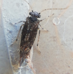 Myopsocidae