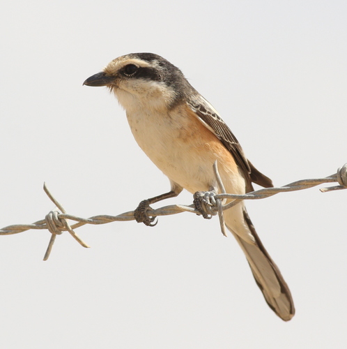 Alcaudón núbico (Lanius nubicus)