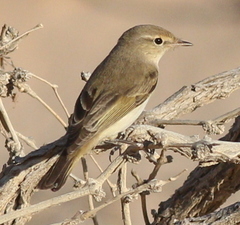 Phylloscopus orientalis