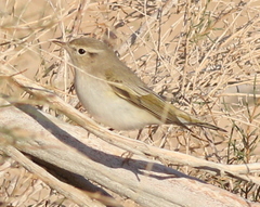 Phylloscopus orientalis
