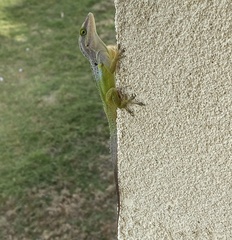 Anolis bimaculatus