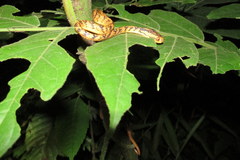Common Slug Snake photo 3
