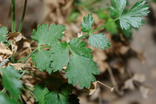 Pimpinella tragium lithophila