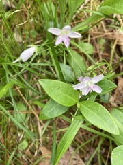 Claytonia virginica