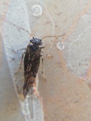 Myopsocidae