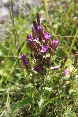 Gentianella caucasea