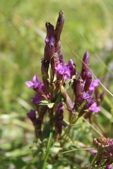 Gentianella caucasea