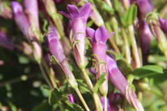 Gentianella caucasea
