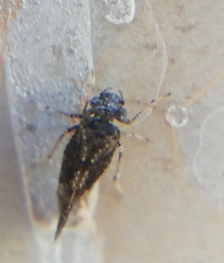 Myopsocidae