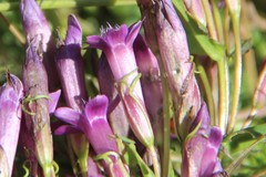 Gentianella caucasea
