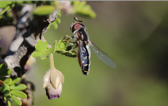 Austroscaeva melanostoma
