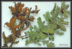 Paraserianthes lophantha