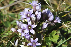 Gentianella caucasea