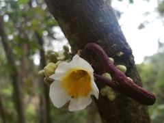 Colea