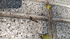 Burnsius orcynoides