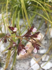 Eulophia lamellata