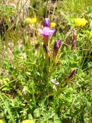 Gentianella caucasea