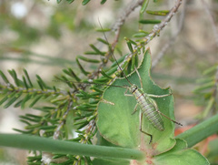 Ephippiger diurnus diurnus
