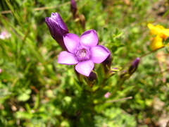 Gentianella caucasea
