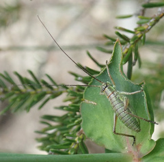 Ephippiger diurnus diurnus