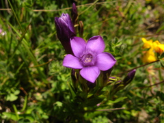 Gentianella caucasea