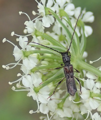 Molorchus umbellatarum