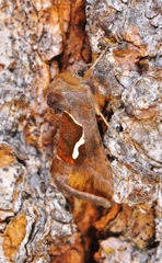 Macdunnoughia confusa