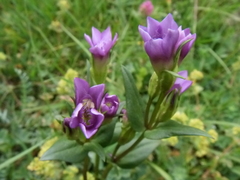 Gentianella caucasea