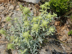 Teucrium aureum