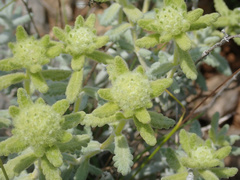 Teucrium aureum