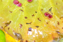 Continenticola