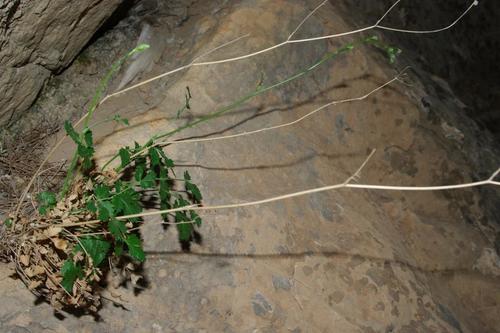 Pimpinella tragium subsp. lithophila image