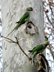 Psittacula eupatria