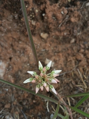 Cynanchum junciforme