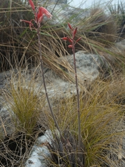 Aloe parvula image