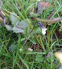 Viola kitaibeliana