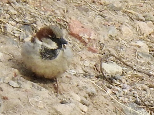 House Sparrow photographed in Nevada