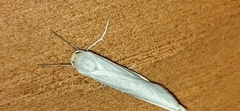 Eilema uniola