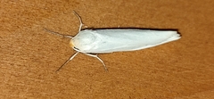 Eilema uniola