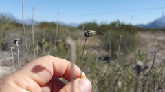 Acmaeodera auritincta