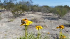 Acmaeodera auritincta