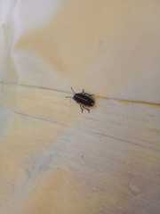 Agonosoma flavolineatum