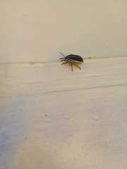 Agonosoma flavolineatum