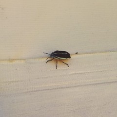 Agonosoma flavolineatum