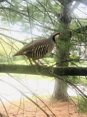 Alectoris