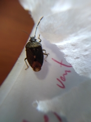 Ditomotarsus punctiventris