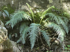 Blechnum attenuatum