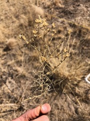 Microgilia minutiflora