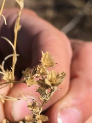 Microgilia minutiflora